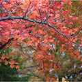 Acer r Florida Flame Maple #7
