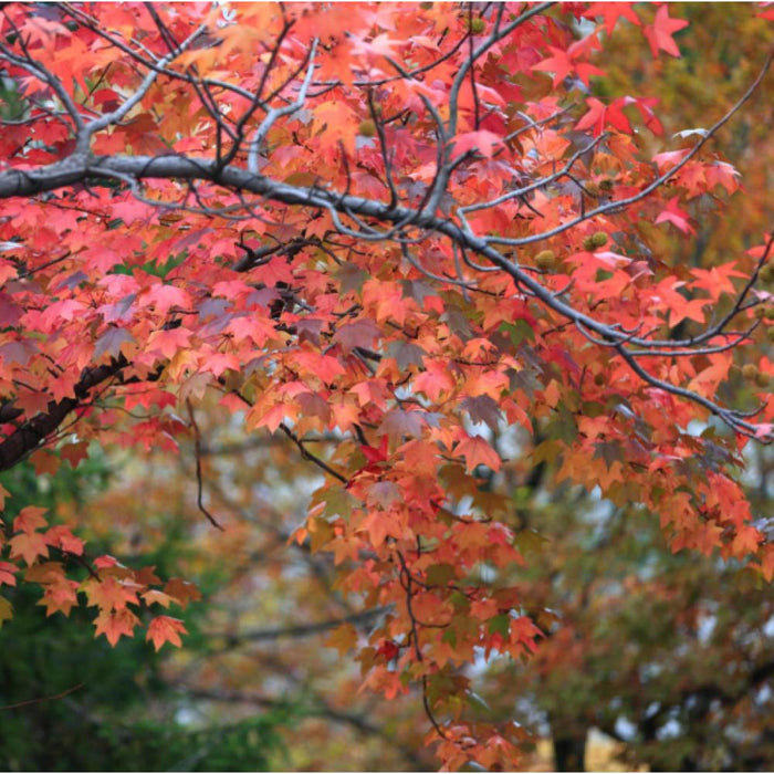 Acer r Florida Flame Maple #7