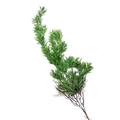 ARTIFICIAL GREENERY Deventor
