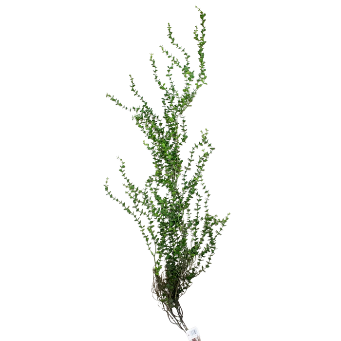 ARTIFICIAL GREENERY Deventor