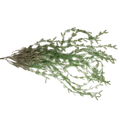 ARTIFICIAL GREENERY Deventor