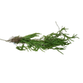 ARTIFICIAL GREENERY Deventor