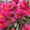CAMELLIA Kanjiro #7