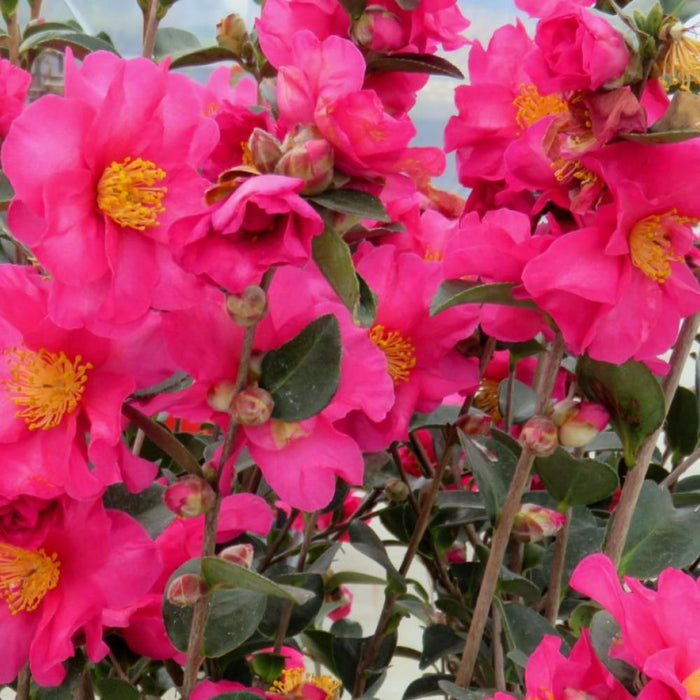 CAMELLIA Kanjiro #7