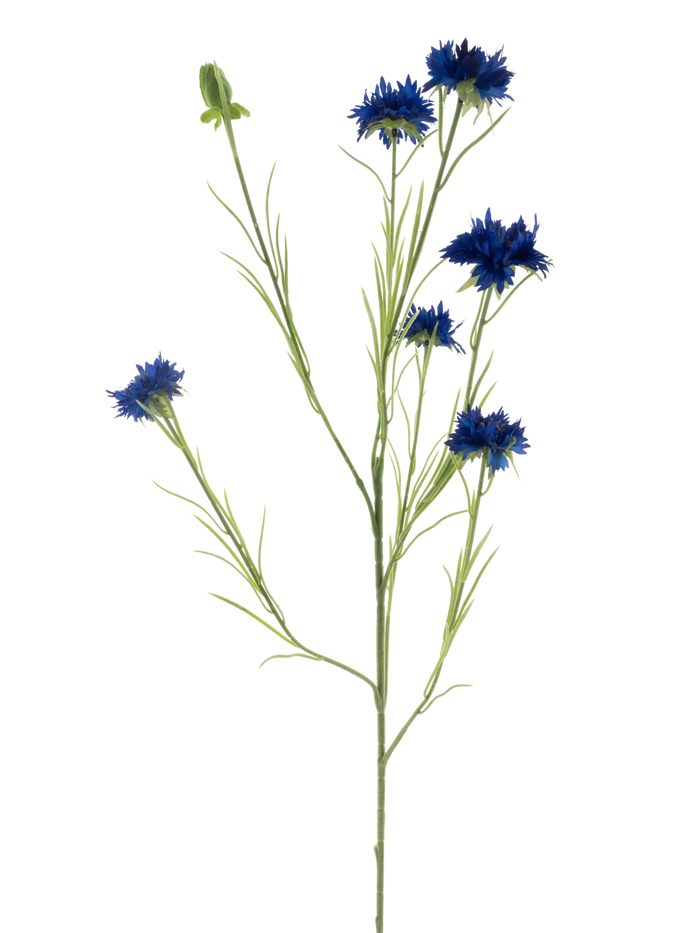 CORNFLOWER BLUE 90CM Deventor