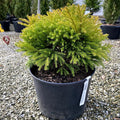 CRYPTOMERIA Globosa Nana #7
