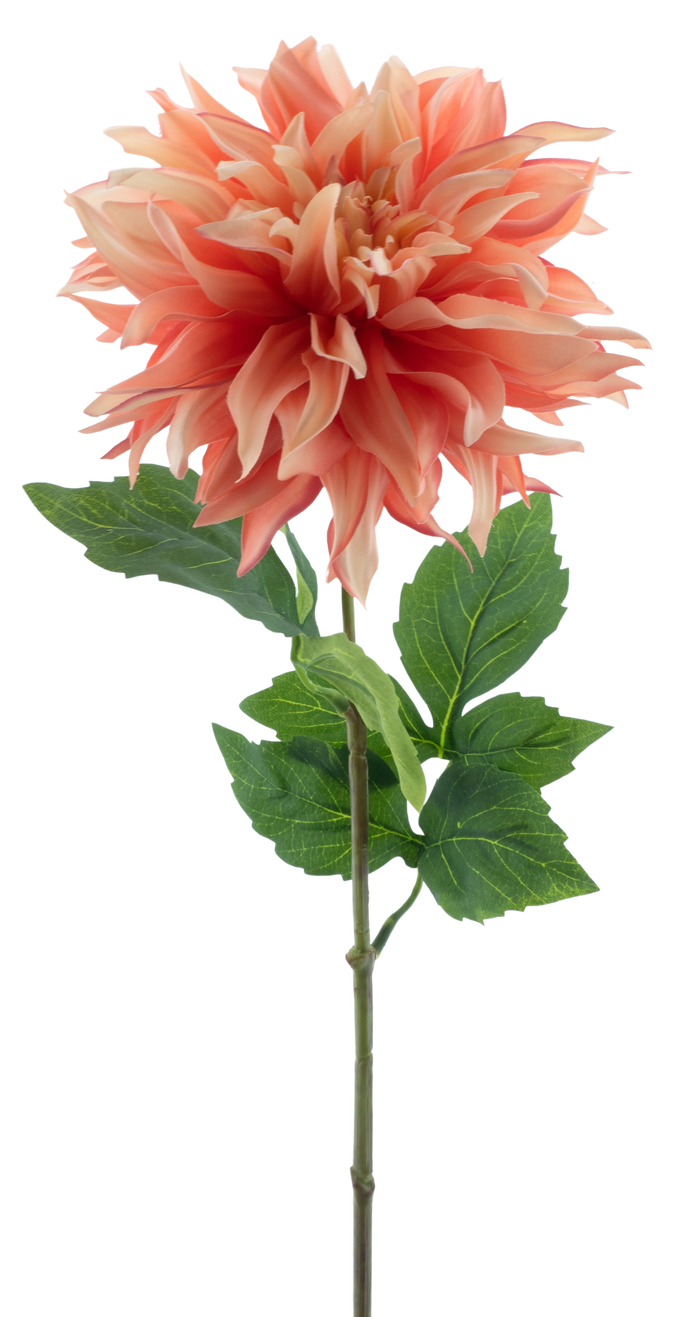DAHLIA MUMBA 63CM Deventor