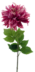 DAHLIA MUMBA BEAUTY 63CM Deventor