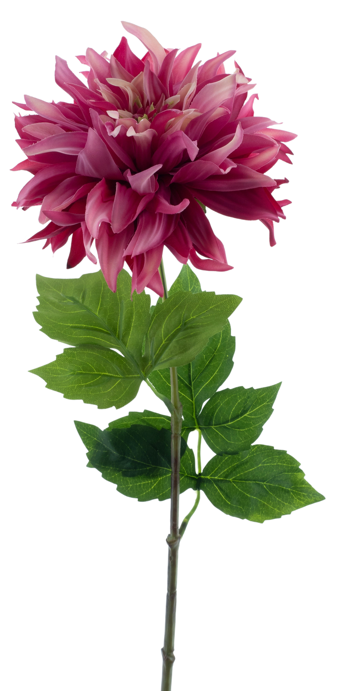 DAHLIA MUMBA BEAUTY 63CM Deventor