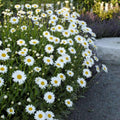 DAISY Becky #1