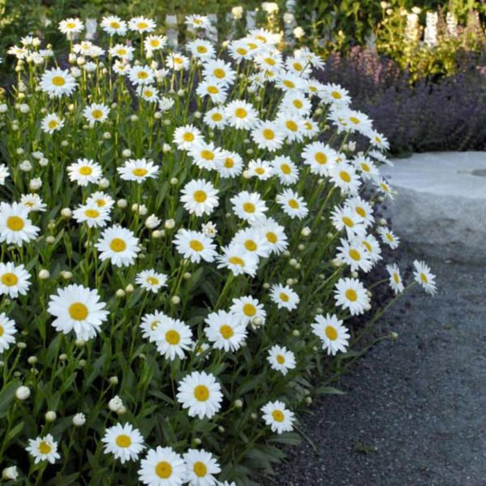 DAISY Becky #1