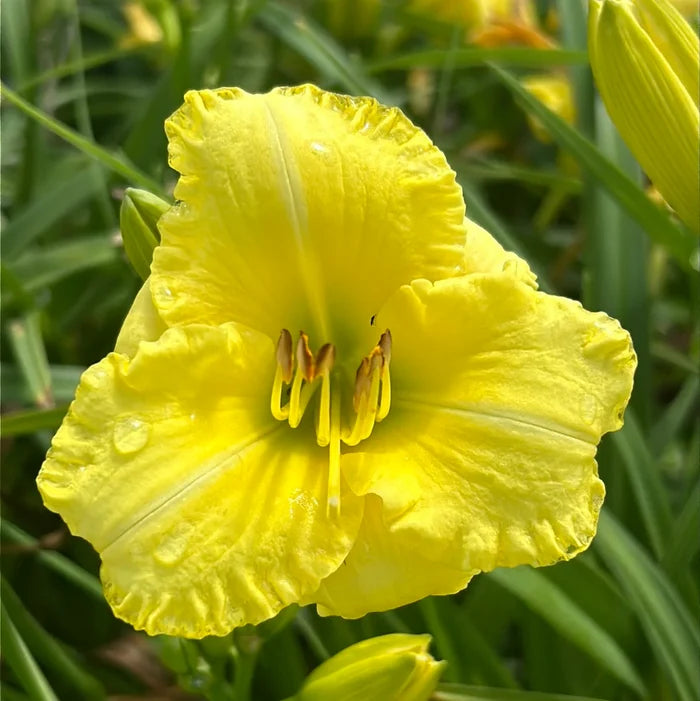 DAYLILY Montego Melon GD #1