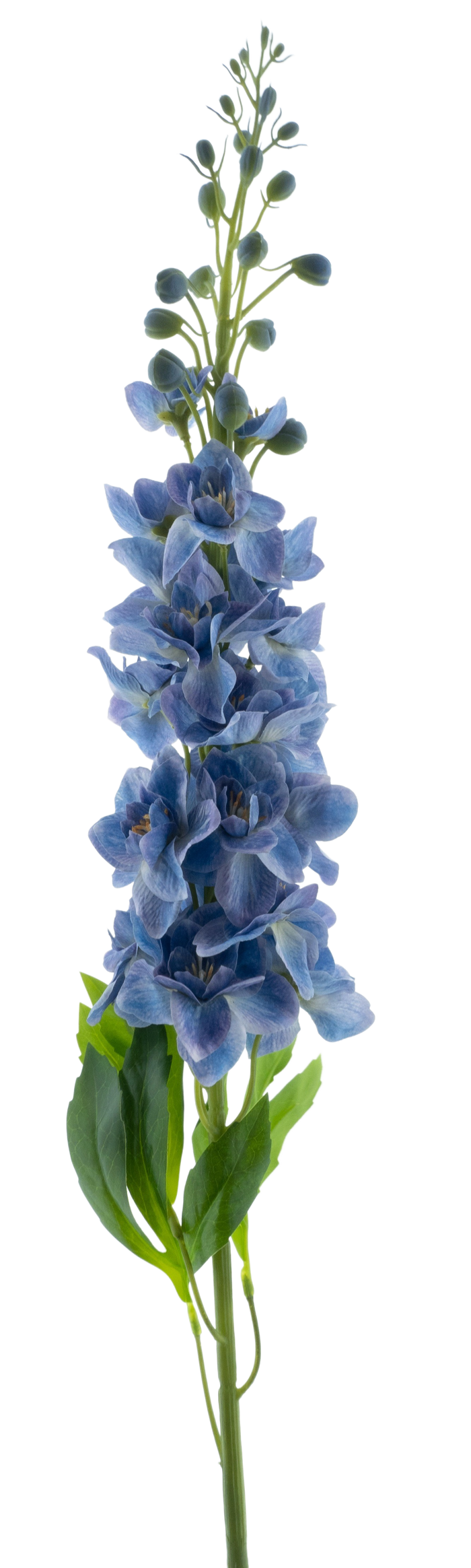 DELPHINIUM ROLAND BLUE 87CM Deventor