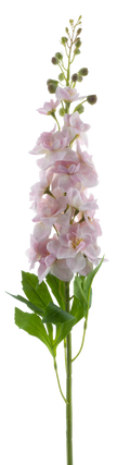 DELPHINIUM ROLAND PINK 87CM Deventor