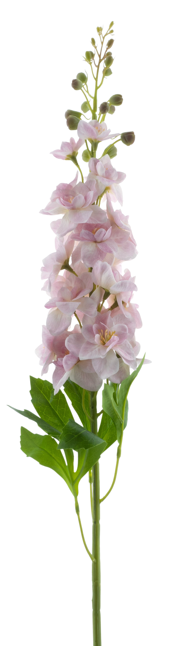 DELPHINIUM ROLAND PINK 87CM Deventor