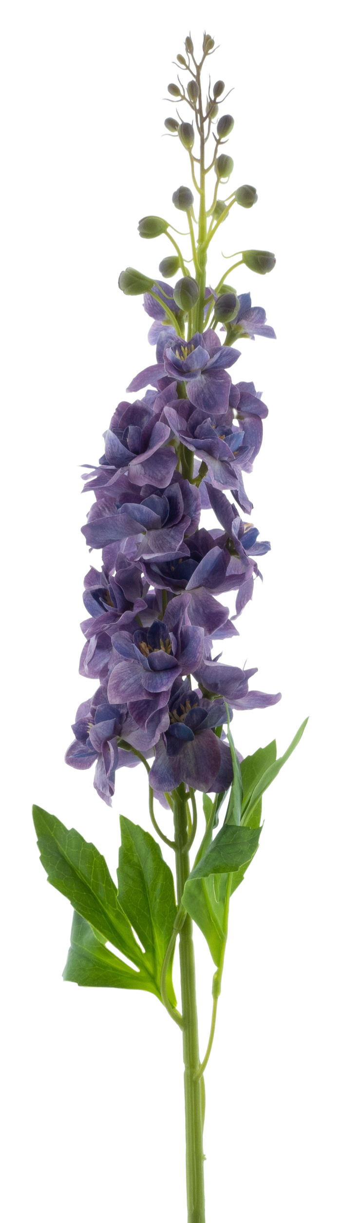 DELPHINIUM ROLAND PURPLE 87CM Deventor