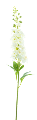 DELPHINIUM SPRAY WHITE 87CM Deventor