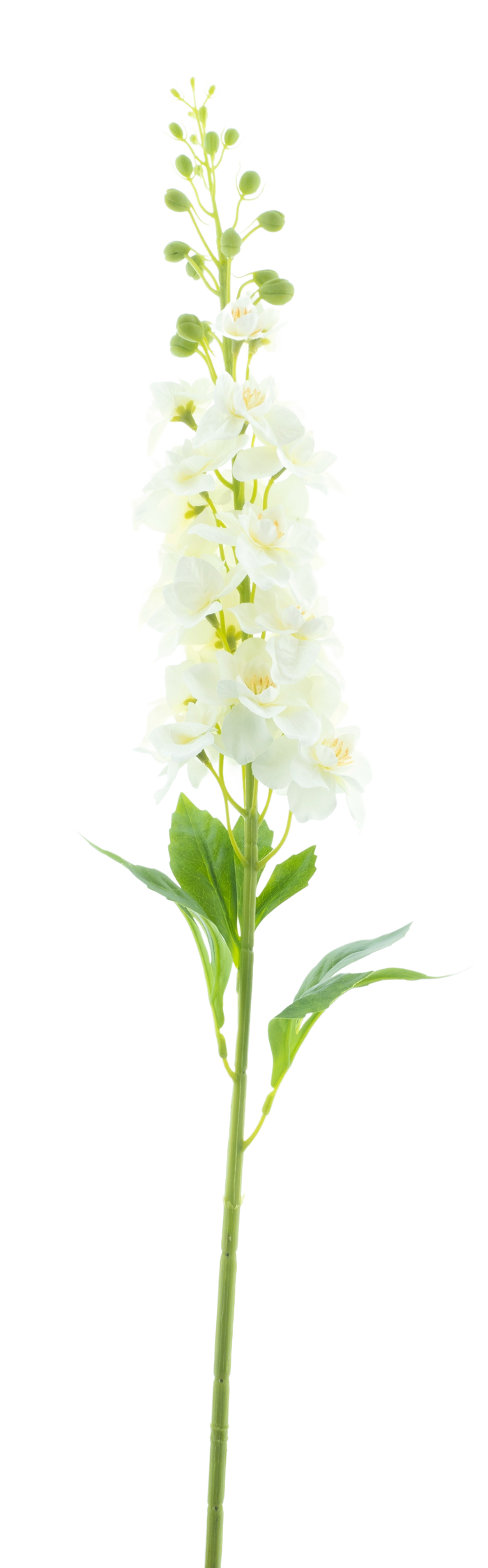 DELPHINIUM SPRAY WHITE 87CM Deventor