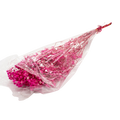 DRIED GYPSOFYLLO H/PINK 100G Deventor