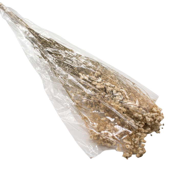 DRIED GYPSOFYLLO IVORY 100G Deventor