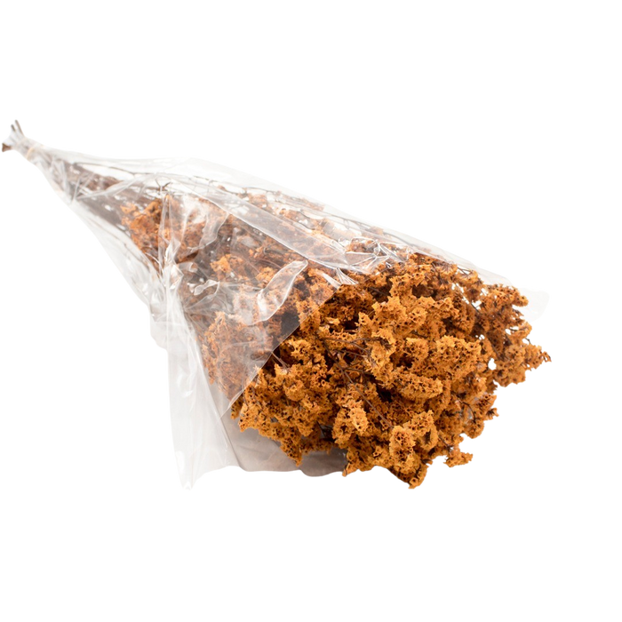 DRIED LIMONIUM ORANGE 100G Deventor