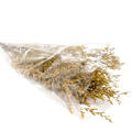 DRIED LIMONIUM YELLOW 100G Deventor