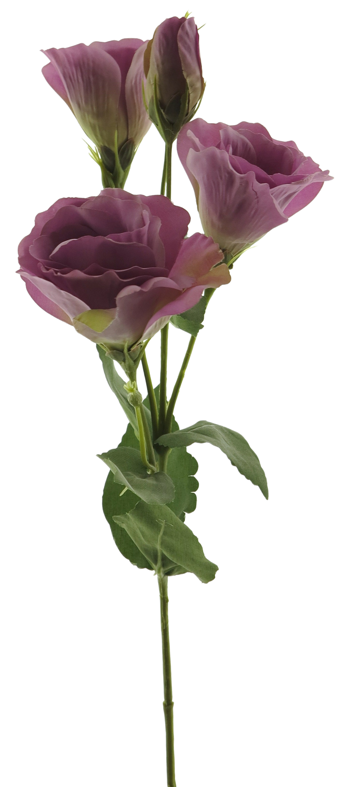 EUSTOMA ALARA SPRAY MAUVE 53CM Deventor