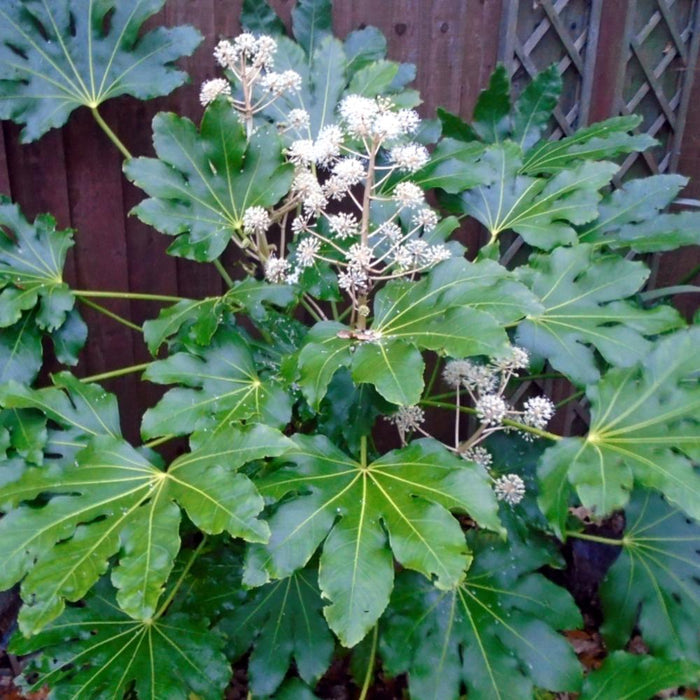 FATSIA japonica #3
