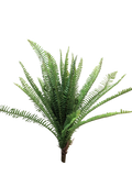 FERN TORRES SUNRISE 60CM Deventor