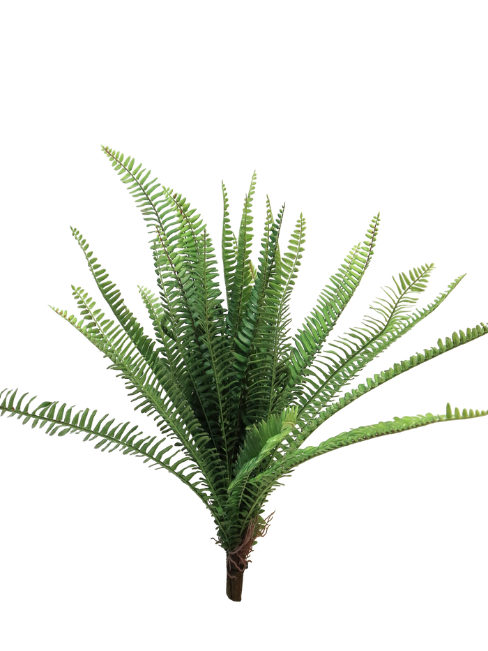 FERN TORRES SUNRISE 60CM Deventor
