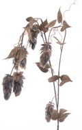 FLOWER SPRAY X5 LEAF 175CM Deventor