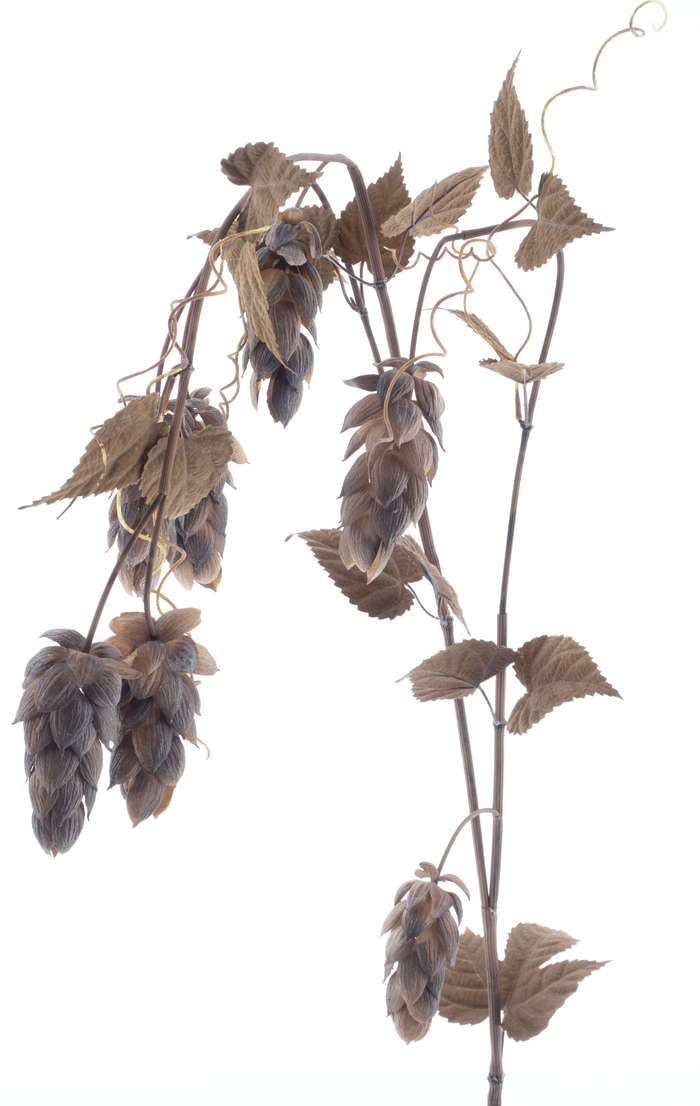 FLOWER SPRAY X5 LEAF 175CM Deventor