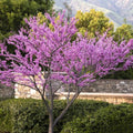 Forest Pansy Redbud #7