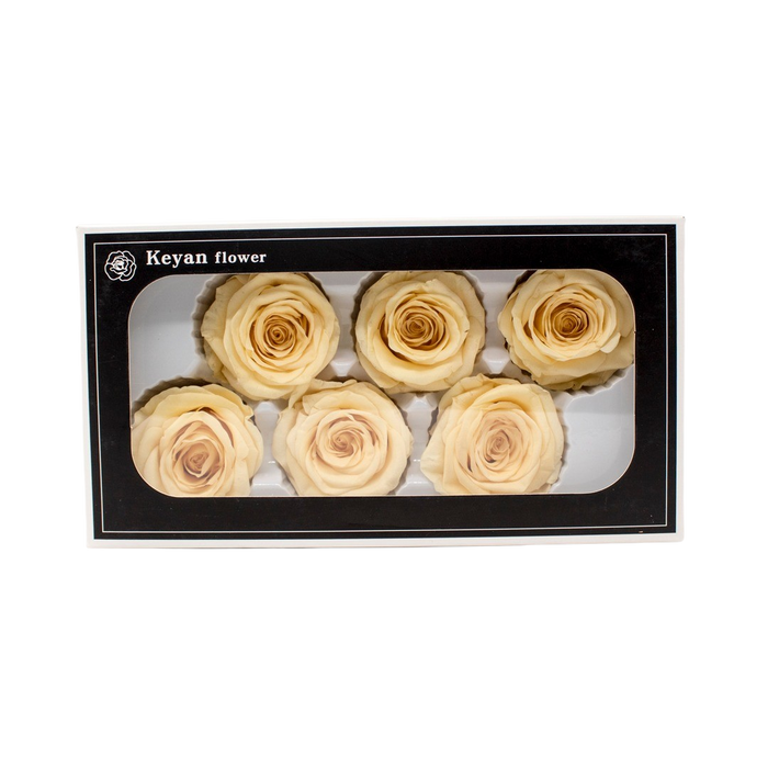 FOREVER ROSES 6PCS CHAPAGNE 6CM Deventor