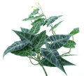 HANGING ALOCASIA 55CM Deventor