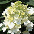 HYDRANGEA Baby Lace #3