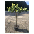 Hydrangea Limelight #7 (Tree Form)
