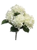 HYDRANGEA RABE X5 CREAM 45CM Deventor