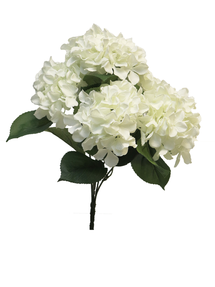 HYDRANGEA RABE X5 CREAM 45CM Deventor