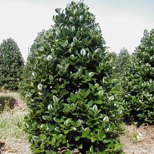 ILEX Liberty Holly #3