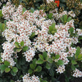 INDIAN HAWTHORN Snowcap #3