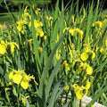 IRIS pseudACORUS Variegata #1