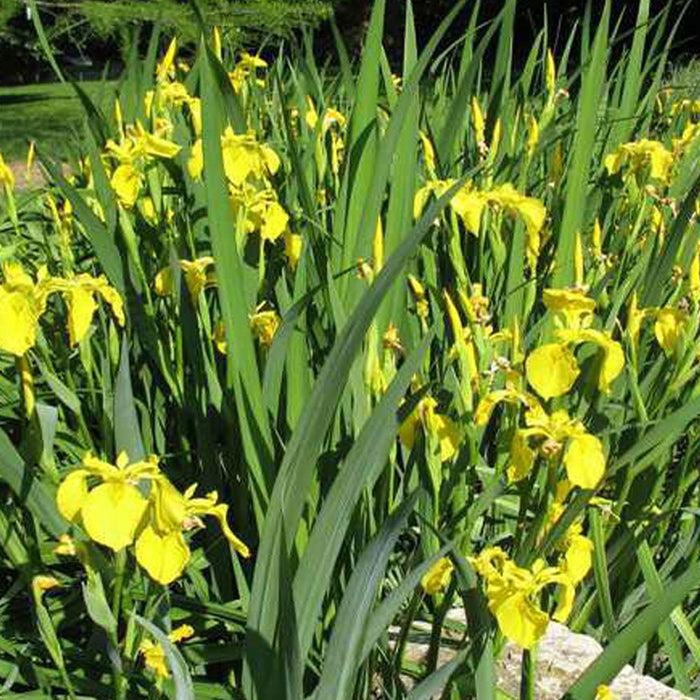 IRIS pseudACORUS Variegata #1