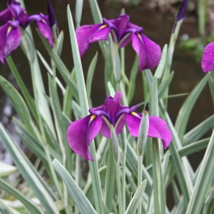 IRIS Silverband #1