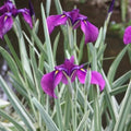 IRIS Silverband #2