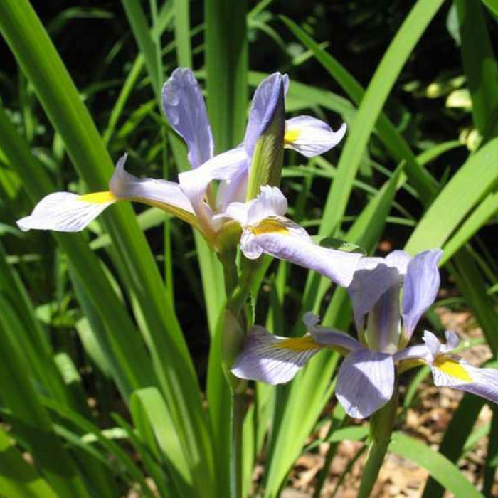 IRIS Versicolor #1