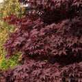 JAPANESE MAPLE Bloodgood #3