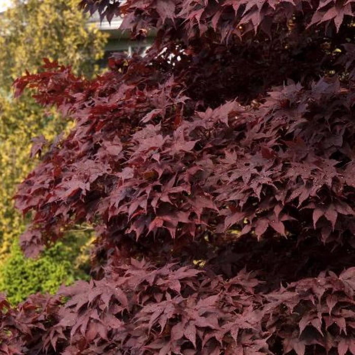 JAPANESE MAPLE Bloodgood #3