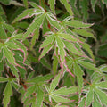 JAPANESE MAPLE Butterfly #3