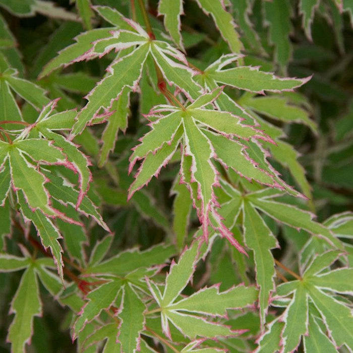 JAPANESE MAPLE Butterfly #3